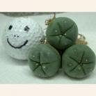 3: 3-3.5cm Live Peyote