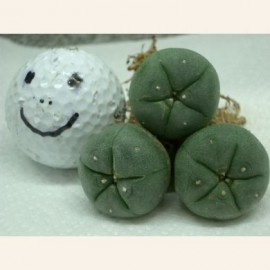 3: 3-3.5cm Live Peyote