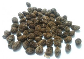 100 Eboka seeds