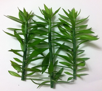 Pereskiopsis spathulata
