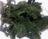 Organic Salvia divinorum