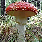 Fly Agaric (Amanita muscaria)