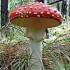 Fly Agaric (Amanita muscaria)