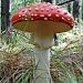 Latvian Amanita Muscaria