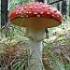 Siberian Amanita Muscaria