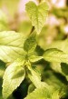 1 Kilo Dream Herb Foliage