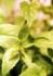 Dream Herb (Calea zacatechichi)