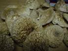 28 Grams Amanita Pantherina Caps