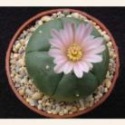 1: 3-3.5cm Live Peyote