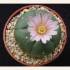 Peyote (Lophophora williamsii)