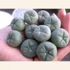 10: 3-3.5cm Live Peyote