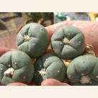 5: 3-3.5cm Live Peyote
