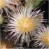 Kanna (Sceletium tortuosum)