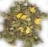 Sinicuichi (Heimia salicofolia)