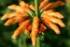 Wild Dagga (Leonotis leonurus)